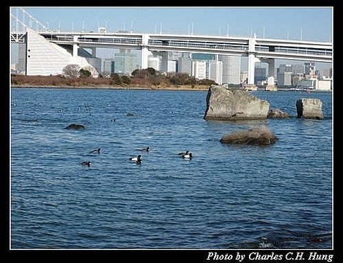 日本東京–Day 5–台場半日遊 - 第25張圖 日本東京–Day 5–台場半日遊