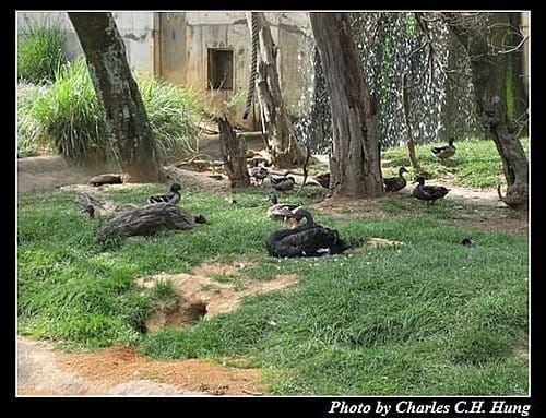 新竹關西–六福村非洲部落(原野生動物園) - 第12張圖 新竹關西–六福村非洲部落(原野生動物園)
