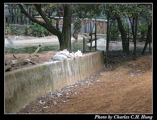 新竹關西–六福村非洲部落(原野生動物園) - 第46張圖 新竹關西–六福村非洲部落(原野生動物園)