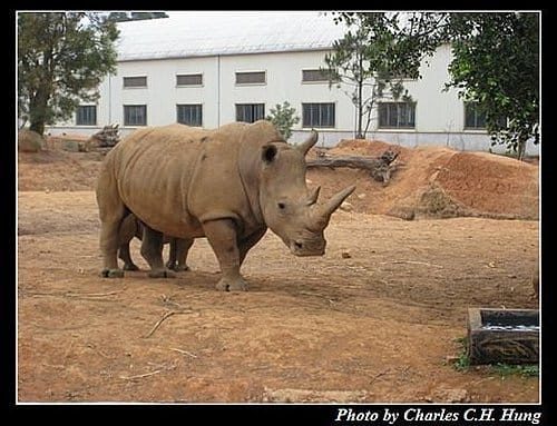 新竹關西–六福村非洲部落(原野生動物園) - 第35張圖 新竹關西–六福村非洲部落(原野生動物園)