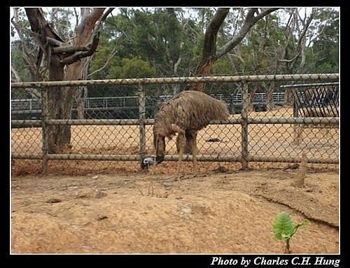 新竹關西–六福村非洲部落(原野生動物園) - 第45張圖 新竹關西–六福村非洲部落(原野生動物園)