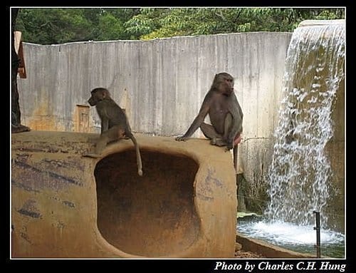 新竹關西–六福村非洲部落(原野生動物園) - 第8張圖 新竹關西–六福村非洲部落(原野生動物園)