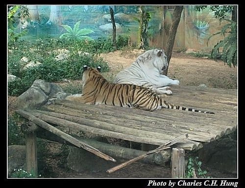 新竹關西–六福村非洲部落(原野生動物園) - 第6張圖 新竹關西–六福村非洲部落(原野生動物園)