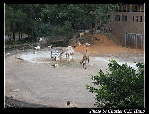 新竹關西–六福村非洲部落(原野生動物園) - 第49張圖 新竹關西–六福村非洲部落(原野生動物園)