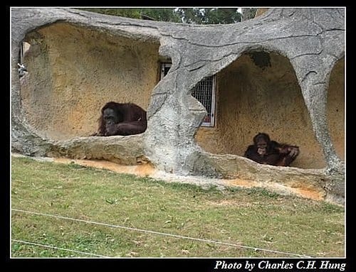 新竹關西–六福村非洲部落(原野生動物園) - 第3張圖 新竹關西–六福村非洲部落(原野生動物園)