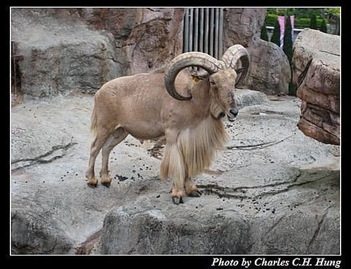 新竹關西–六福村非洲部落(原野生動物園) - 第50張圖 新竹關西–六福村非洲部落(原野生動物園)