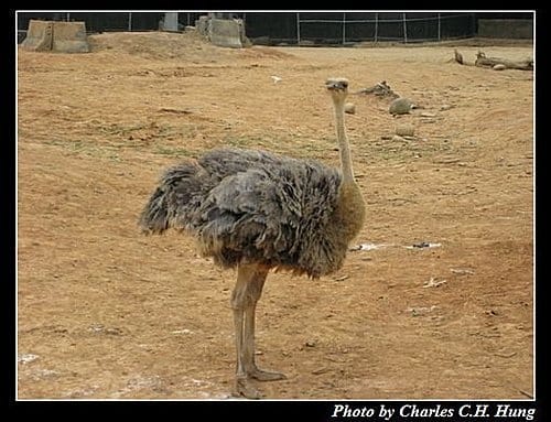 新竹關西–六福村非洲部落(原野生動物園) - 第37張圖 新竹關西–六福村非洲部落(原野生動物園)