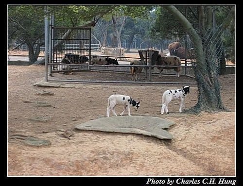 新竹關西–六福村非洲部落(原野生動物園) - 第38張圖 新竹關西–六福村非洲部落(原野生動物園)