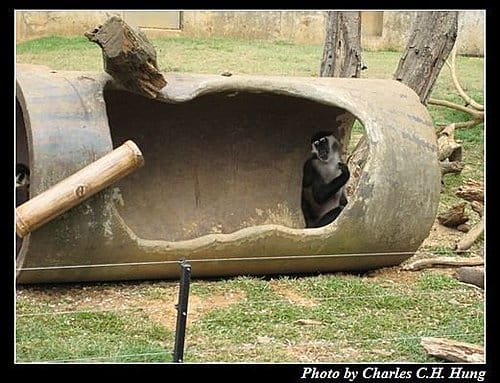 新竹關西–六福村非洲部落(原野生動物園) - 第9張圖 新竹關西–六福村非洲部落(原野生動物園)