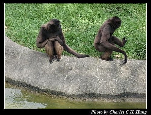 新竹關西–六福村非洲部落(原野生動物園) - 第11張圖 新竹關西–六福村非洲部落(原野生動物園)