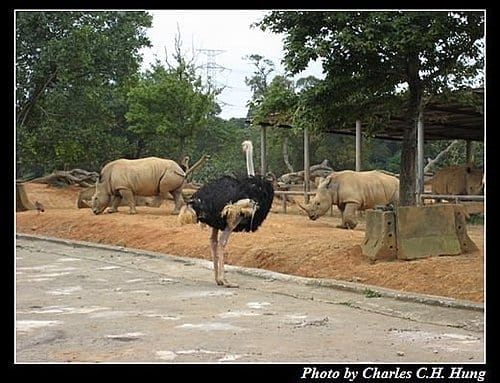 新竹關西–六福村非洲部落(原野生動物園) - 第33張圖 新竹關西–六福村非洲部落(原野生動物園)