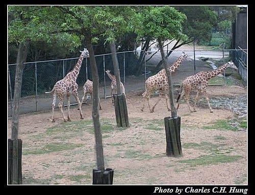 新竹關西–六福村非洲部落(原野生動物園) - 第48張圖 新竹關西–六福村非洲部落(原野生動物園)