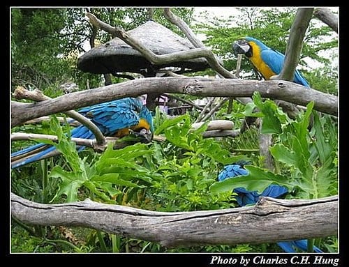新竹關西–六福村非洲部落(原野生動物園) - 第4張圖 新竹關西–六福村非洲部落(原野生動物園)