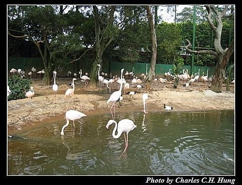 新竹關西–六福村非洲部落(原野生動物園) - 第21張圖 新竹關西–六福村非洲部落(原野生動物園)
