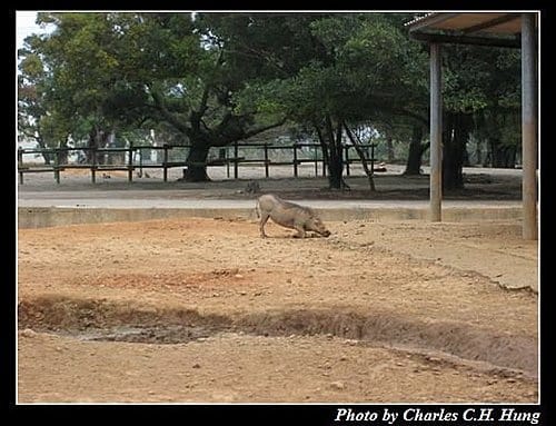 新竹關西–六福村非洲部落(原野生動物園) - 第47張圖 新竹關西–六福村非洲部落(原野生動物園)
