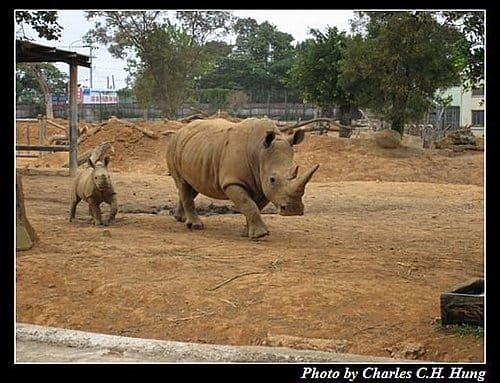新竹關西–六福村非洲部落(原野生動物園) - 第34張圖 新竹關西–六福村非洲部落(原野生動物園)