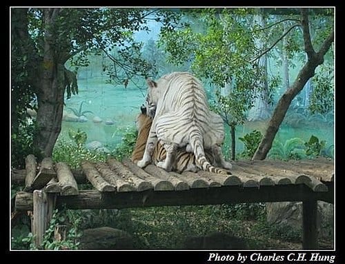 新竹關西–六福村非洲部落(原野生動物園) - 第7張圖 新竹關西–六福村非洲部落(原野生動物園)