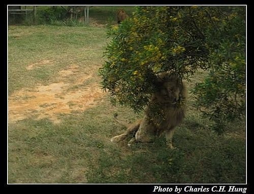 新竹關西–六福村非洲部落(原野生動物園) - 第20張圖 新竹關西–六福村非洲部落(原野生動物園)