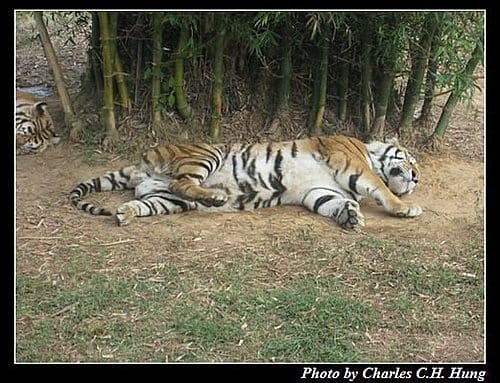 新竹關西–六福村非洲部落(原野生動物園) - 第16張圖 新竹關西–六福村非洲部落(原野生動物園)
