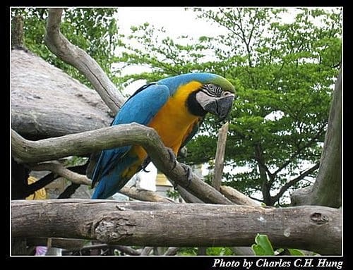 新竹關西–六福村非洲部落(原野生動物園) - 第5張圖 新竹關西–六福村非洲部落(原野生動物園)