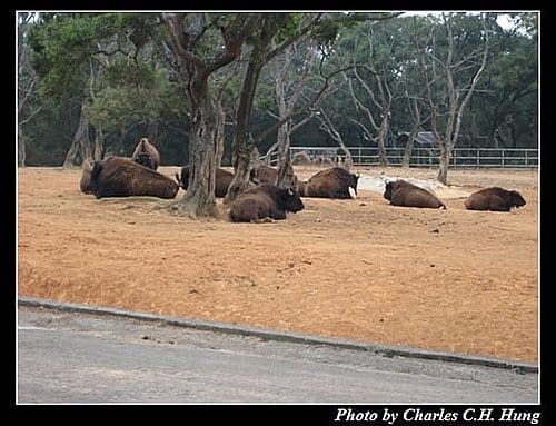 新竹關西–六福村非洲部落(原野生動物園) - 第40張圖 新竹關西–六福村非洲部落(原野生動物園)