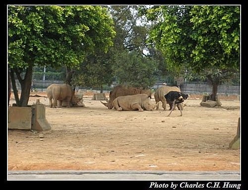 新竹關西–六福村非洲部落(原野生動物園) - 第36張圖 新竹關西–六福村非洲部落(原野生動物園)