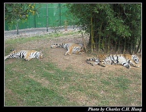 新竹關西–六福村非洲部落(原野生動物園) - 第15張圖 新竹關西–六福村非洲部落(原野生動物園)