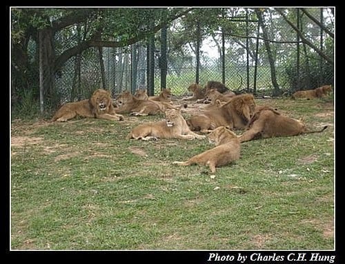 新竹關西–六福村非洲部落(原野生動物園) - 第19張圖 新竹關西–六福村非洲部落(原野生動物園)