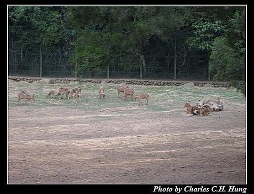 新竹關西–六福村非洲部落(原野生動物園) - 第41張圖 新竹關西–六福村非洲部落(原野生動物園)
