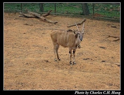 新竹關西–六福村非洲部落(原野生動物園) - 第43張圖 新竹關西–六福村非洲部落(原野生動物園)