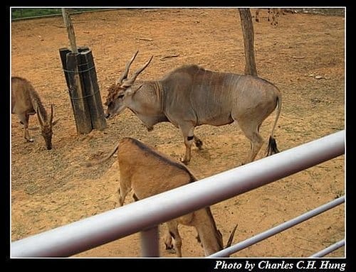 新竹關西–六福村非洲部落(原野生動物園) - 第42張圖 新竹關西–六福村非洲部落(原野生動物園)