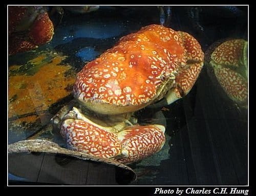 東澳好事多–Day 2–晚餐:釣魚台 - 第7張圖 東澳好事多–Day 2–晚餐:釣魚台