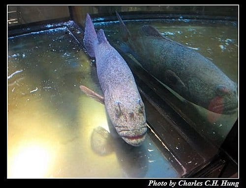 東澳好事多–Day 2–晚餐:釣魚台 - 第4張圖 東澳好事多–Day 2–晚餐:釣魚台