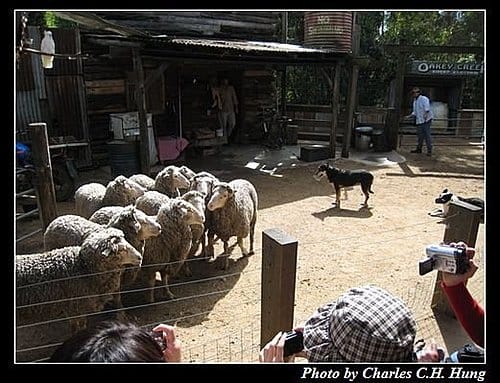 東澳好事多–Day 3–夢幻世界野生動物區