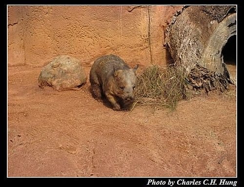 東澳好事多–Day 3–夢幻世界野生動物區