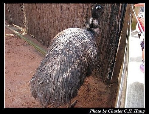 東澳好事多–Day 3–夢幻世界野生動物區