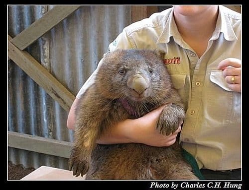 東澳好事多–Day 3–夢幻世界野生動物區