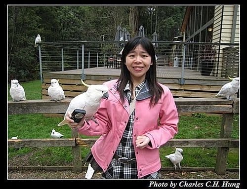 東澳好事多–Day 5–Dandenong Ranges National Park