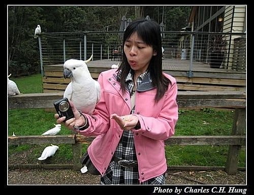 東澳好事多–Day 5–Dandenong Ranges National Park