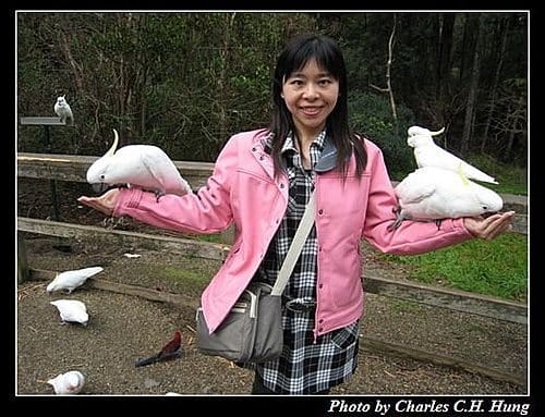 東澳好事多–Day 5–Dandenong Ranges National Park