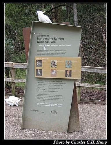 東澳好事多–Day 5–Dandenong Ranges National Park