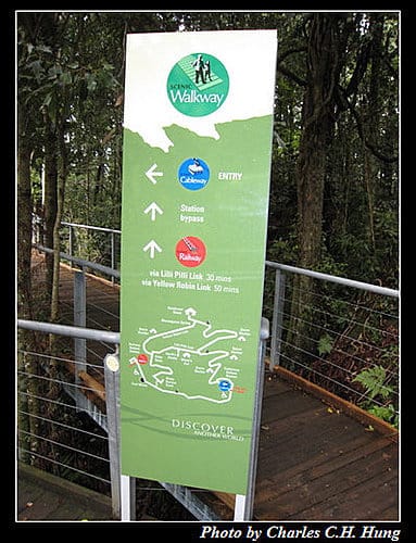 東澳好事多–Day 6–藍山國家公園 - 第37張圖 東澳好事多–Day 6–藍山國家公園