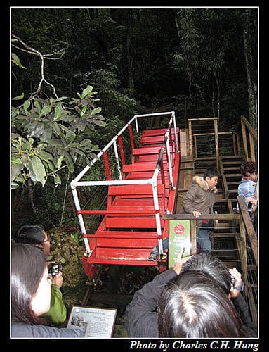 東澳好事多–Day 6–藍山國家公園 - 第29張圖 東澳好事多–Day 6–藍山國家公園