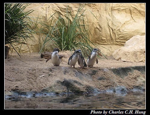東澳好事多–Day 7–Sydney Aquarium - 第19張圖 東澳好事多–Day 7–Sydney Aquarium