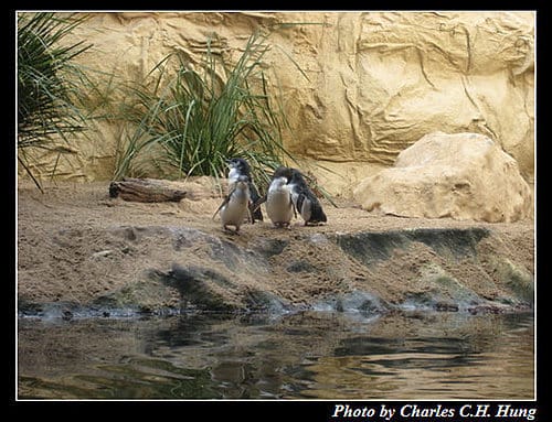 東澳好事多–Day 7–Sydney Aquarium - 第18張圖 東澳好事多–Day 7–Sydney Aquarium