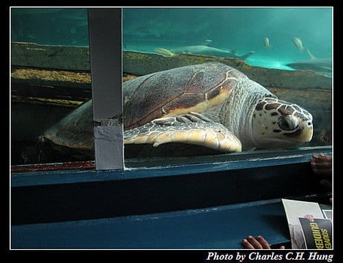 東澳好事多–Day 7–Sydney Aquarium - 第38張圖 東澳好事多–Day 7–Sydney Aquarium