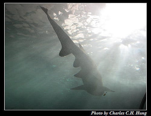 東澳好事多–Day 7–Sydney Aquarium - 第36張圖 東澳好事多–Day 7–Sydney Aquarium