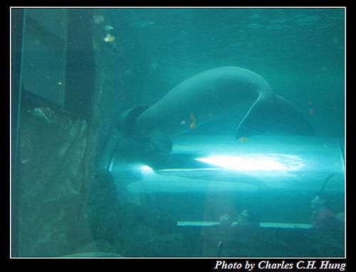 東澳好事多–Day 7–Sydney Aquarium - 第25張圖 東澳好事多–Day 7–Sydney Aquarium