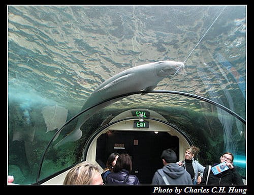 東澳好事多–Day 7–Sydney Aquarium - 第24張圖 東澳好事多–Day 7–Sydney Aquarium