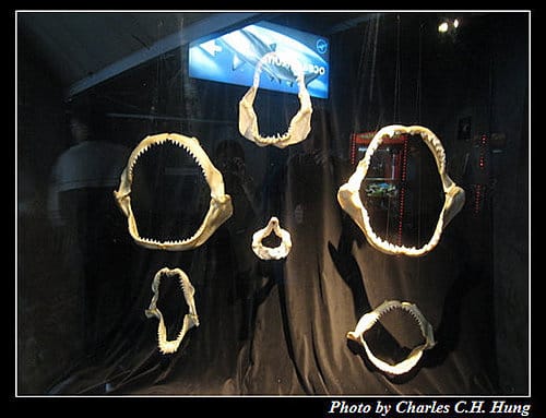 東澳好事多–Day 7–Sydney Aquarium - 第32張圖 東澳好事多–Day 7–Sydney Aquarium